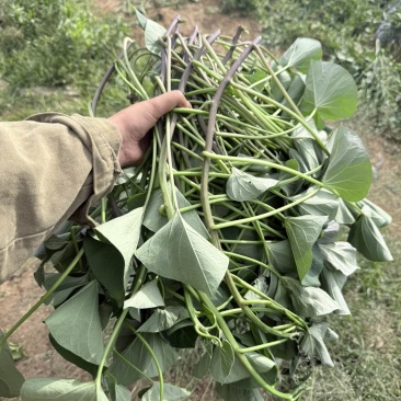 红薯苗榴莲蜜薯苗，又名丝滑苗/火山1号，长度25-30公