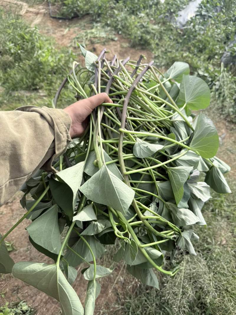 红薯苗榴莲蜜薯苗，又名丝滑苗/火山1号，长度25-30公