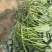 红薯苗榴莲蜜薯苗，又名丝滑苗/火山1号，长度25-30公