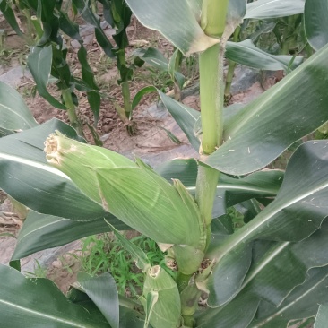 白玉米每根一斤左右