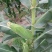 白玉米每根一斤左右