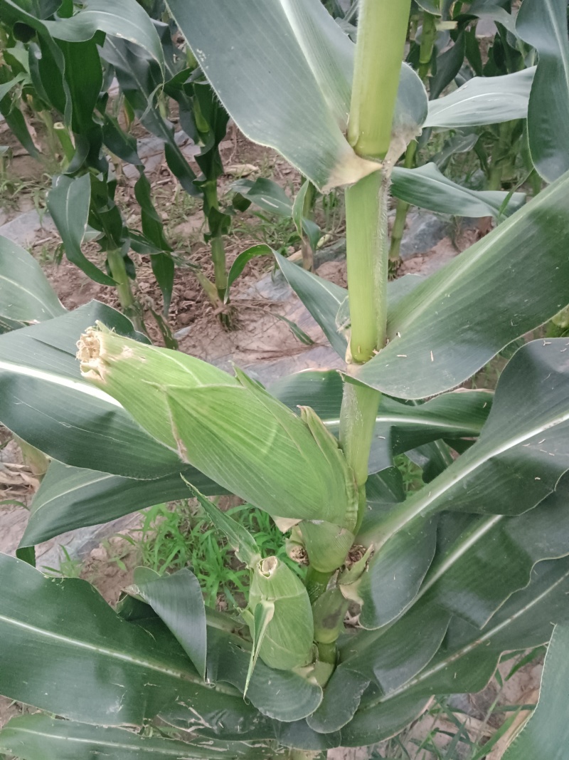 白玉米每根一斤左右