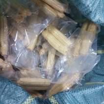 电话聊/西双版纳拇指玉米（亦疤霖洱柳流芭究汚榴刘）