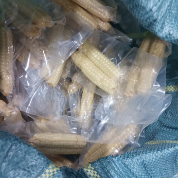 电话聊/西双版纳拇指玉米（亦疤霖洱柳流芭究汚榴刘）