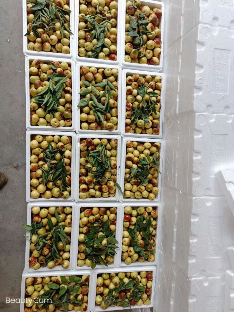 大荔冬枣
