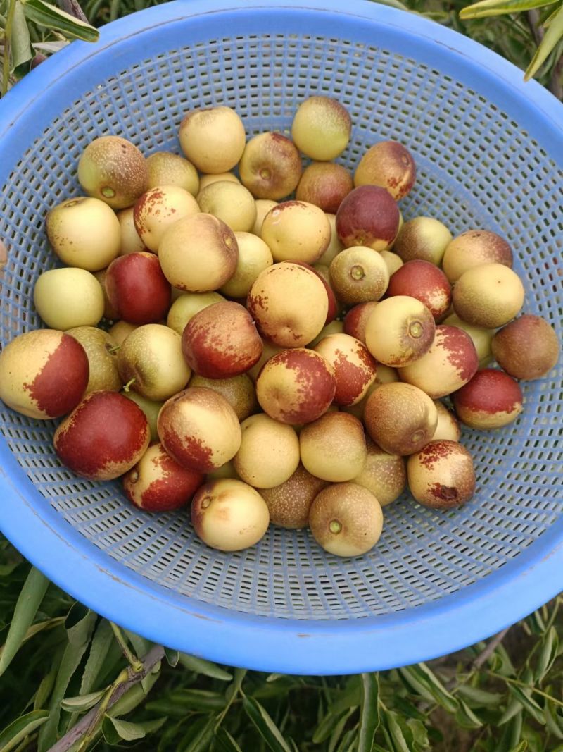 大荔冬枣