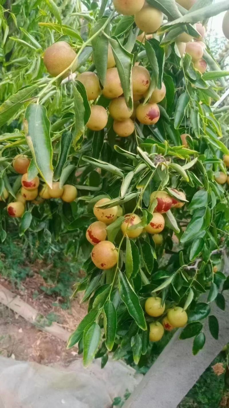 大荔冬枣