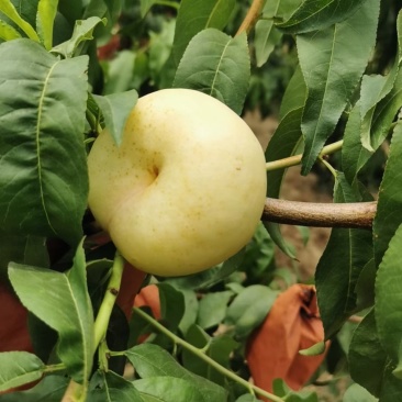 36-3奶油白蟠桃套袋果，白肉奶油口感，纸箱装，每个套网