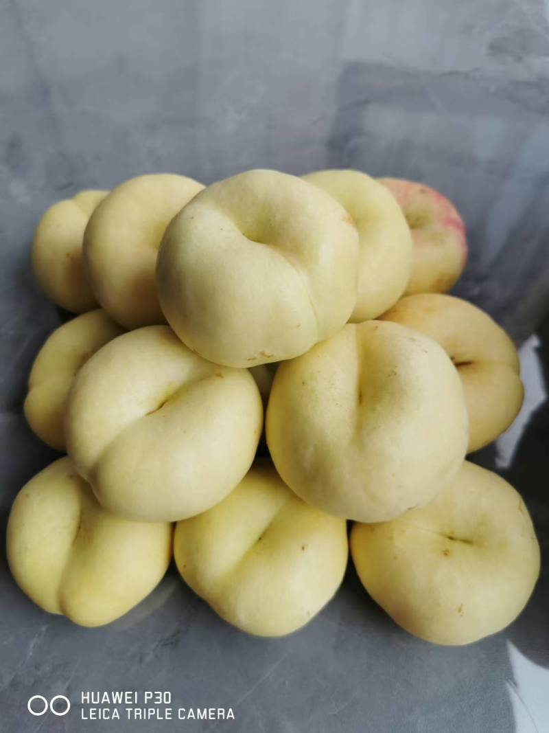 36-3奶油白蟠桃套袋果，白肉奶油口感，纸箱装，每个套网