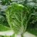 白菜毛菜