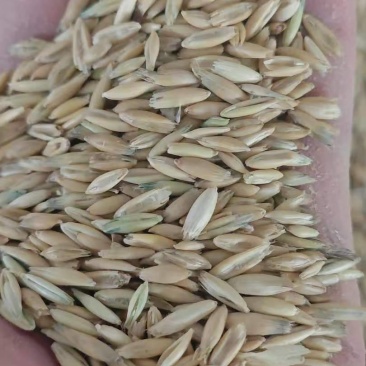 燕麦饲用燕麦