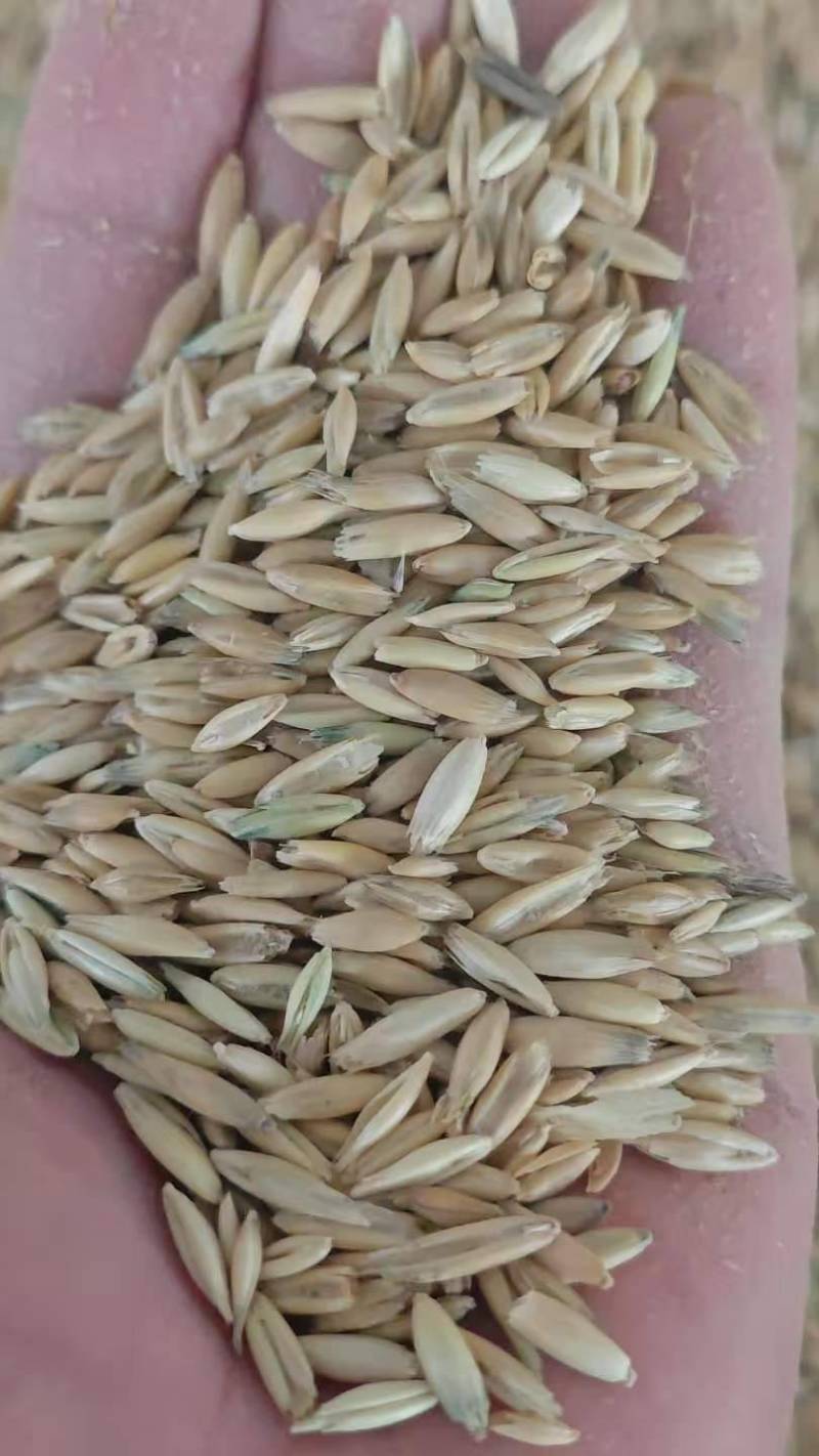 燕麦饲用燕麦