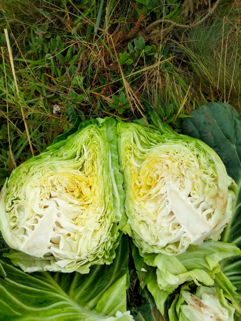 甘蓝1.5-3斤/个，通货
