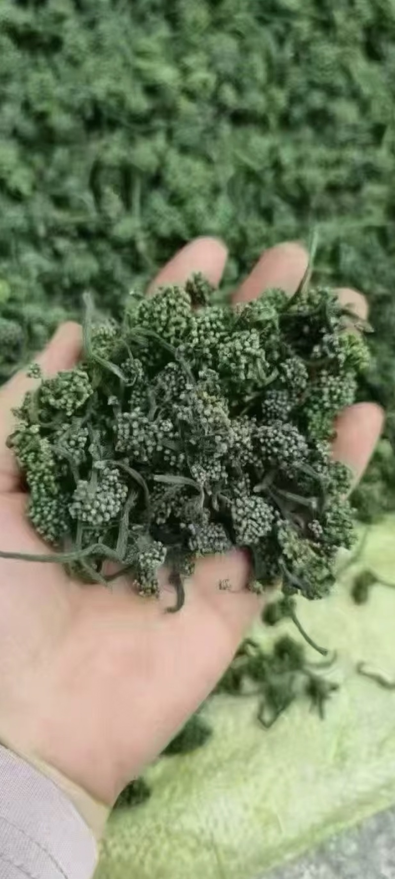 人参花五年参大花，干花