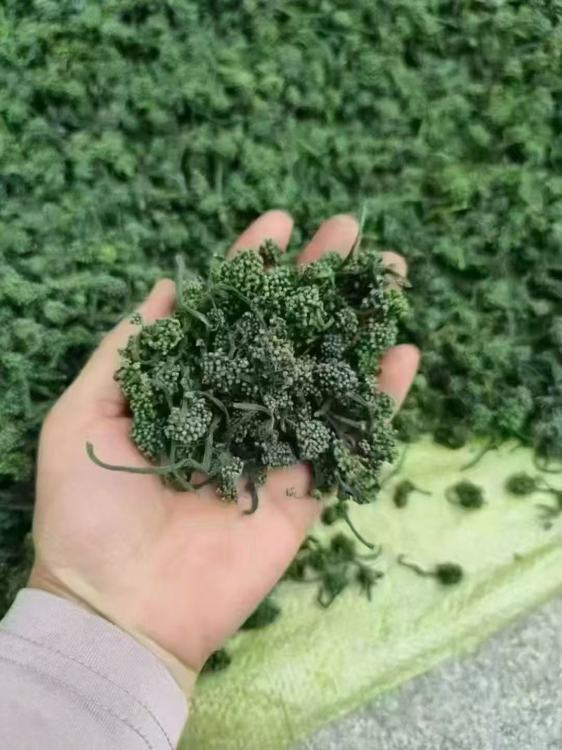 人参花五年参大花，干花
