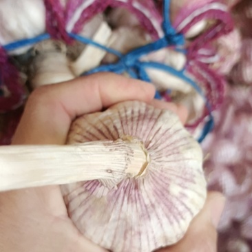 大蒜种子大青稞，精品，可当蒜种