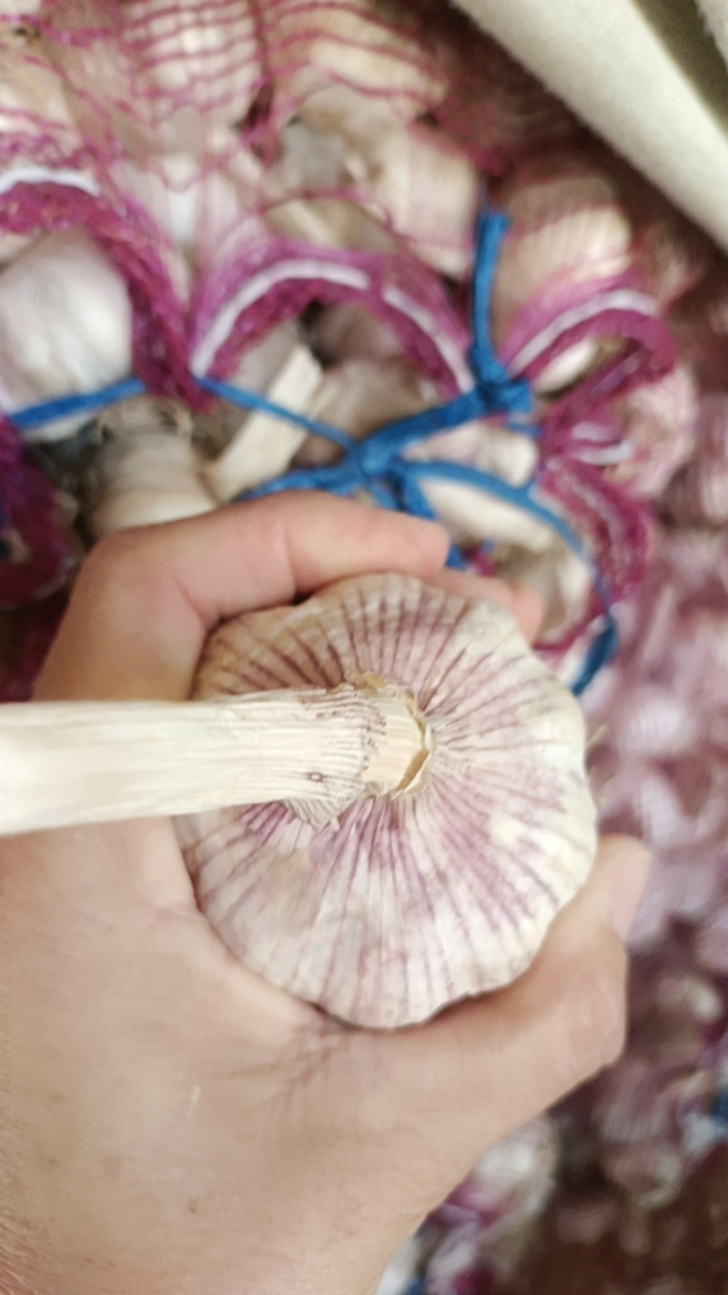 大蒜种子大青稞，精品，可当蒜种