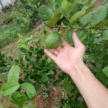 香水柠檬