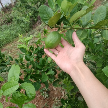 香水柠檬