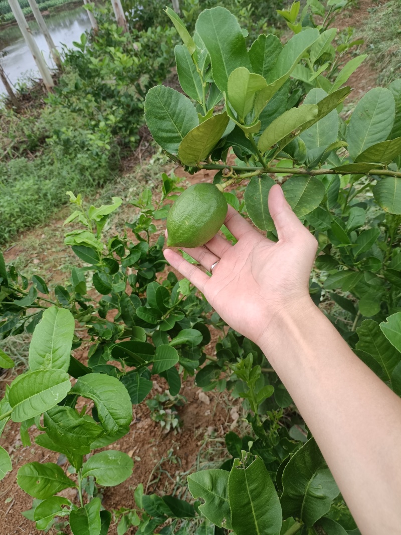 香水柠檬