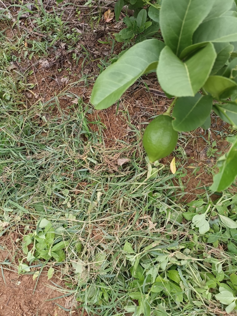 香水柠檬