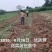 黄花菜苗根苗