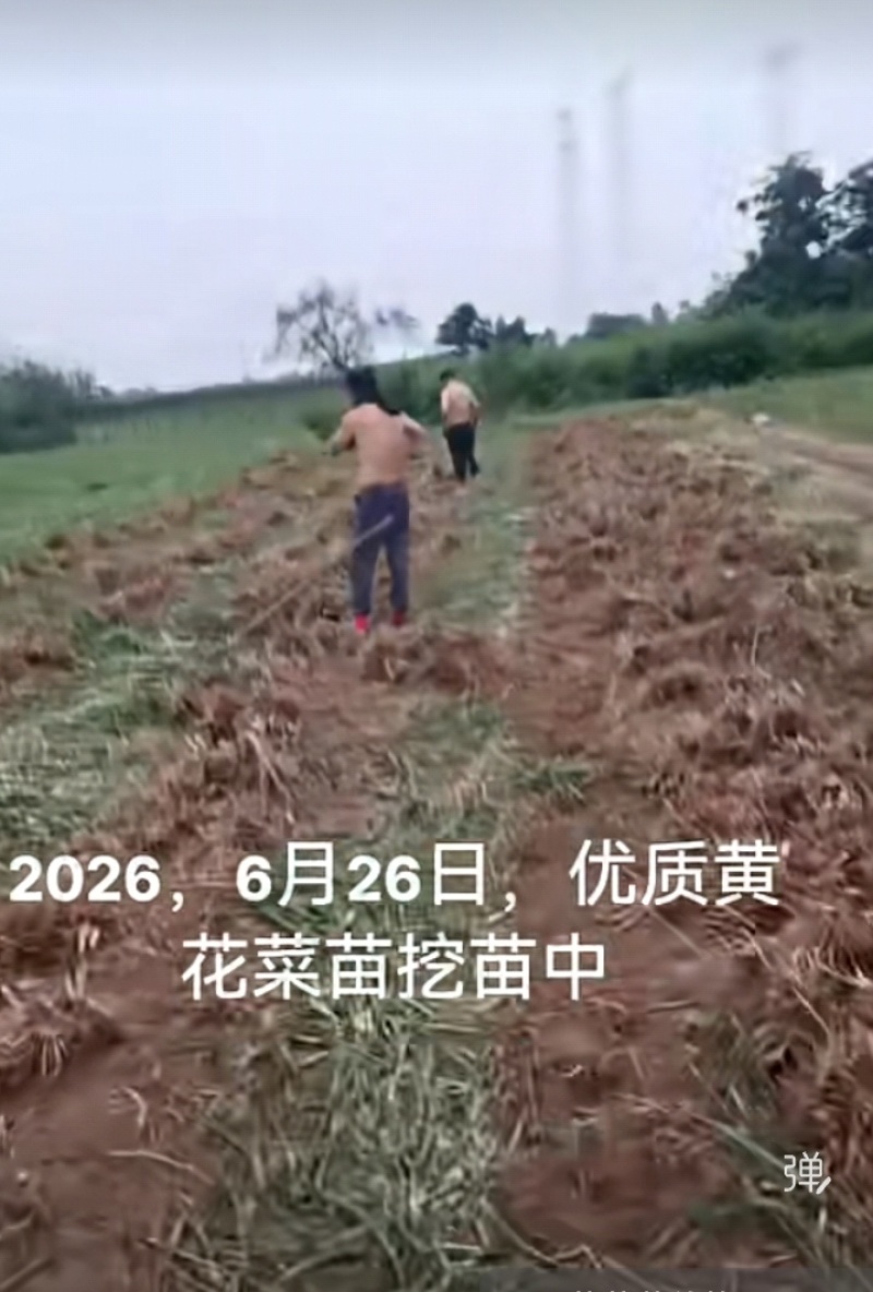 黄花菜苗根苗