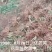 黄花菜苗根苗