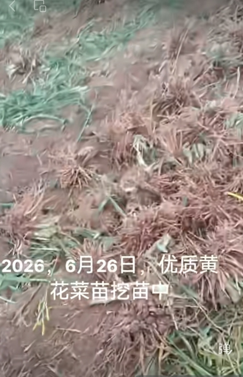 黄花菜苗根苗