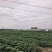 羽衣甘蓝各种规格（冻干粉、速冻、榨汁、饺子馅、供平台等均