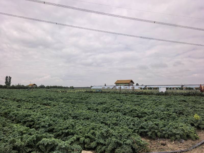 羽衣甘蓝各种规格（冻干粉、速冻、榨汁、饺子馅、供平台等均