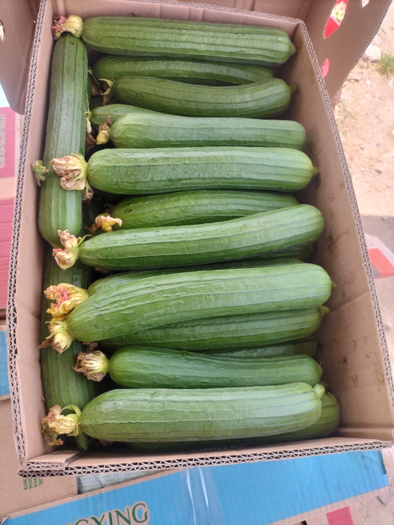 丝瓜油皮丝瓜，长度25-30cm