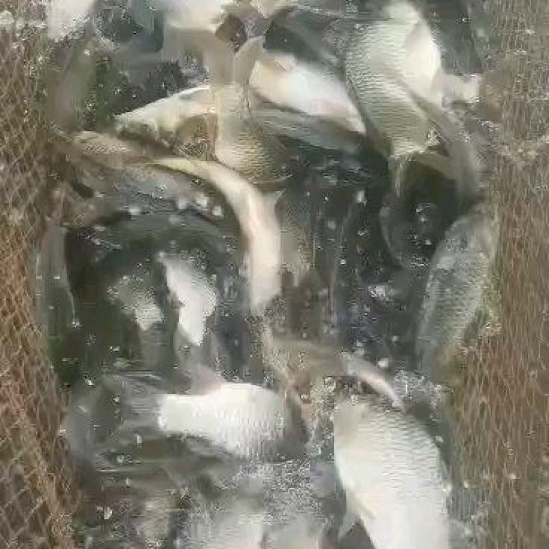 鲫鱼7两至1公斤以上；下塘鱼