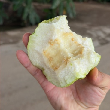 番石榴珍珠白番石榴通货