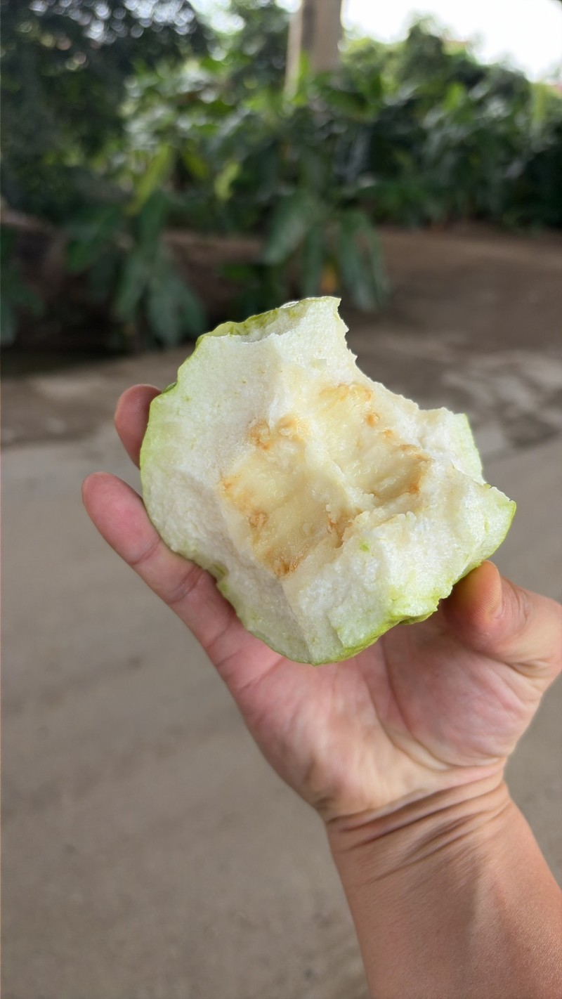 番石榴珍珠白番石榴通货