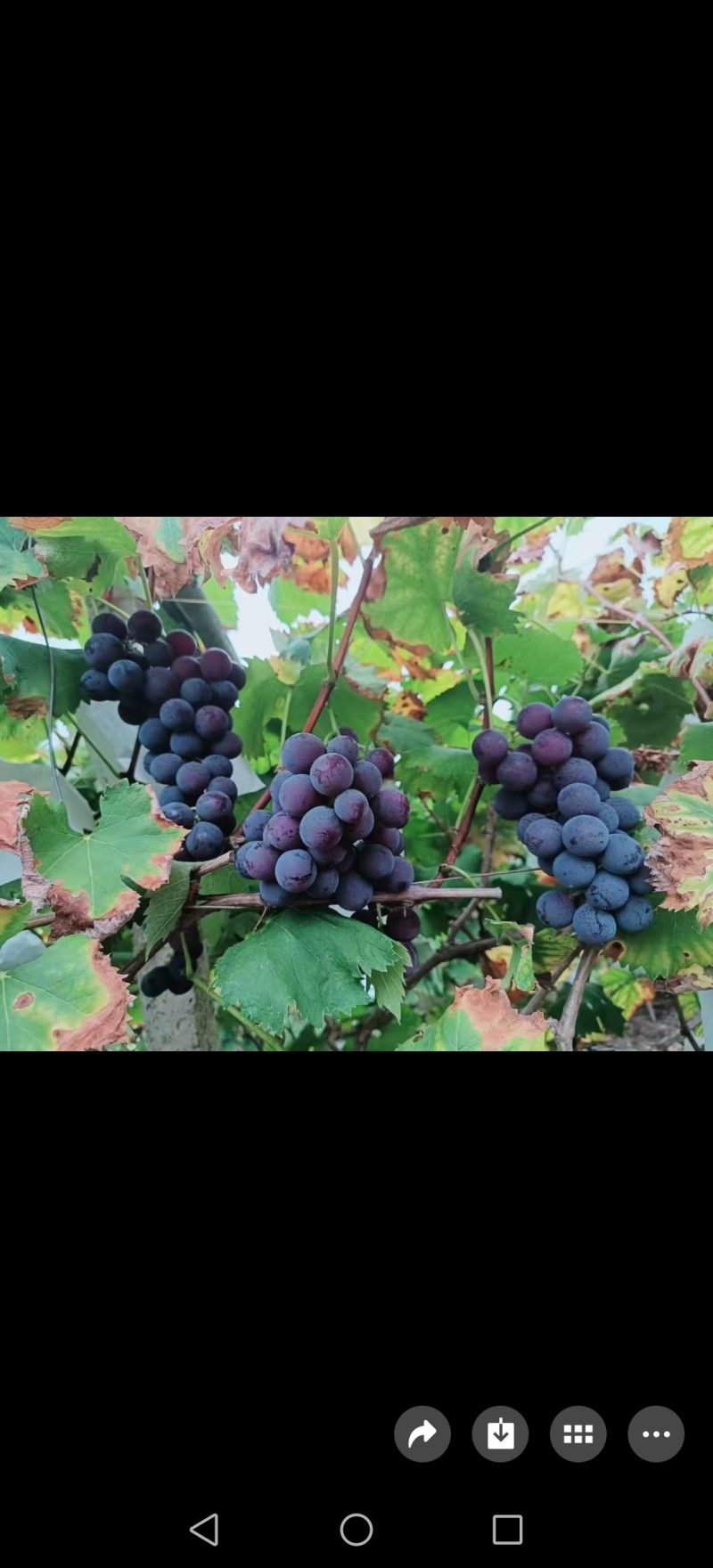 巨峰葡萄