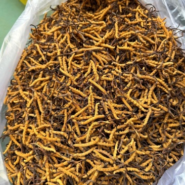 虫草1500条/斤~3000条/斤多规格