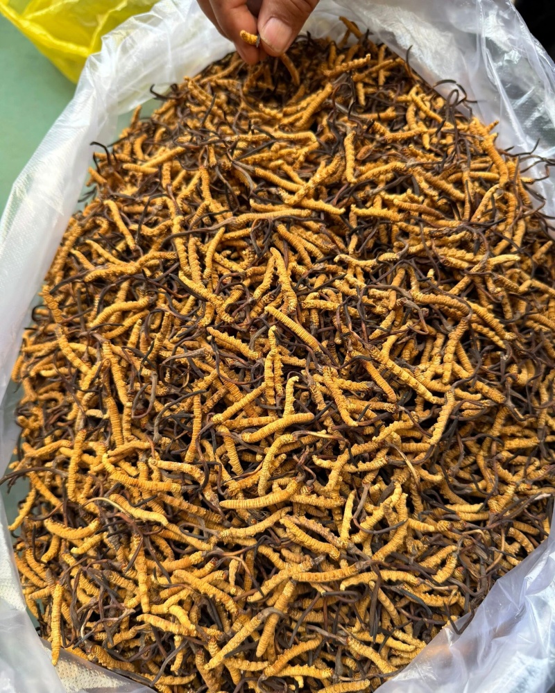 虫草1500条/斤~3000条/斤多规格