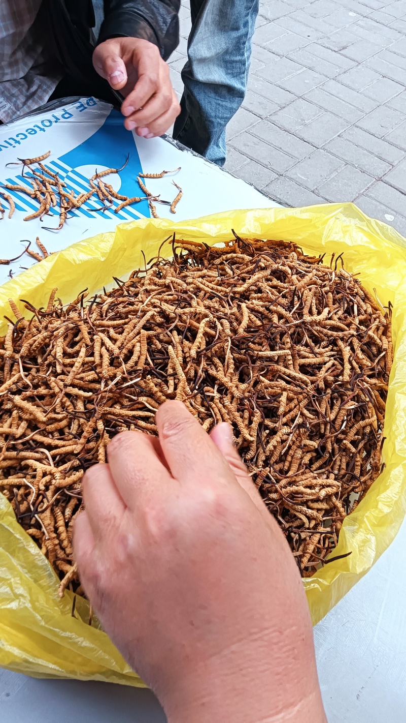 虫草1500条/斤~3000条/斤多规格