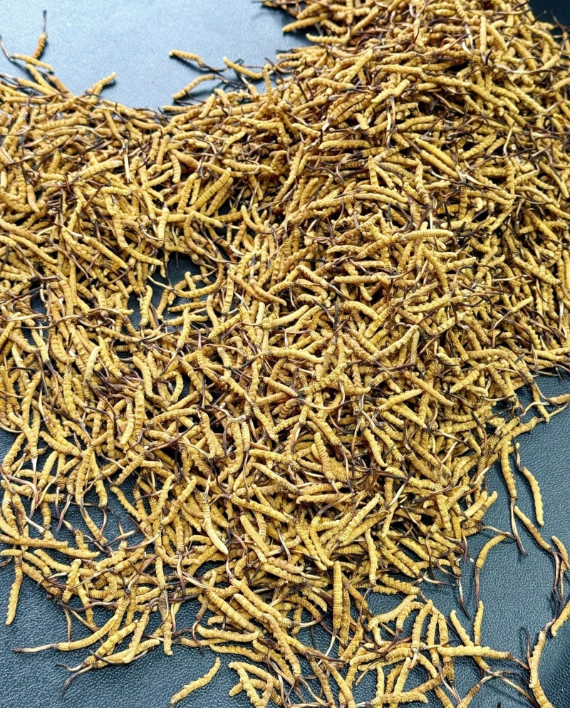 虫草1500条/斤~3000条/斤多规格