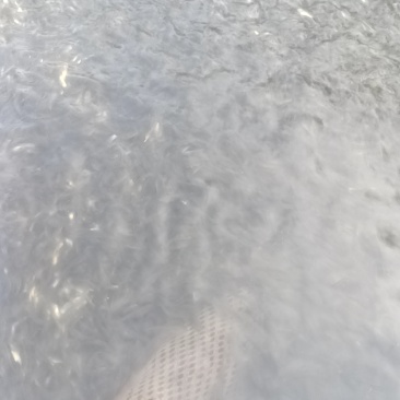 草鱼苗寸片苗