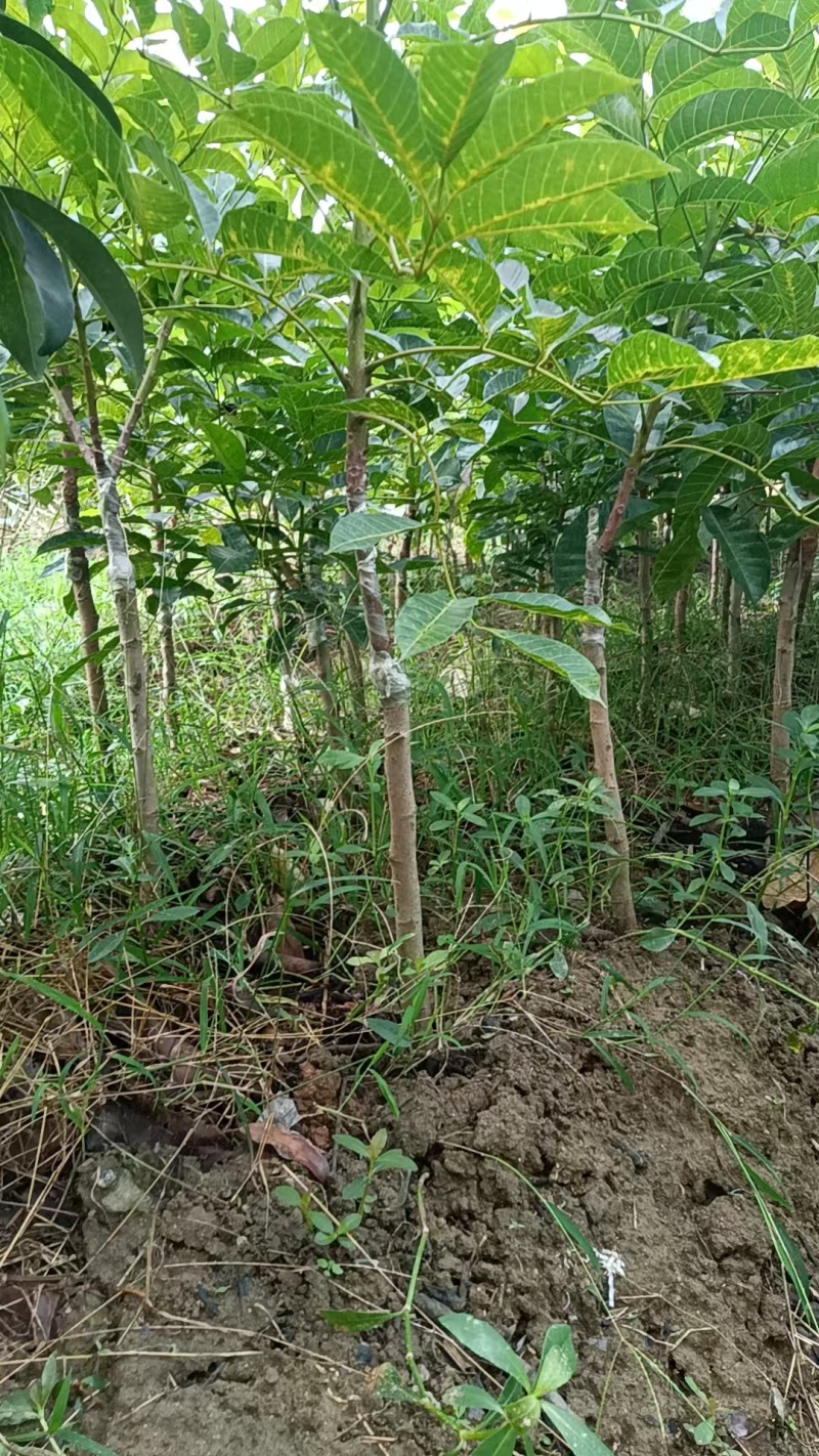 乌榄软枝西山苗