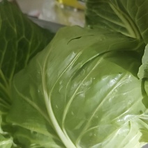 甘蓝一颗二斤左右
