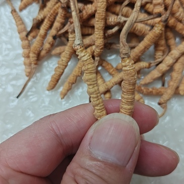 虫草特价断草10元/克,10克起批;纯肉节中断草18元/