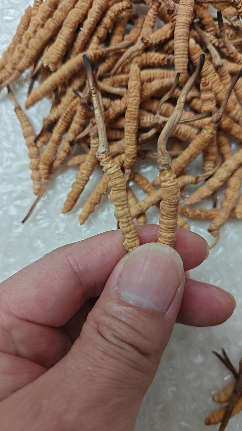 虫草特价断草10元/克,10克起批;纯肉节中断草18元/