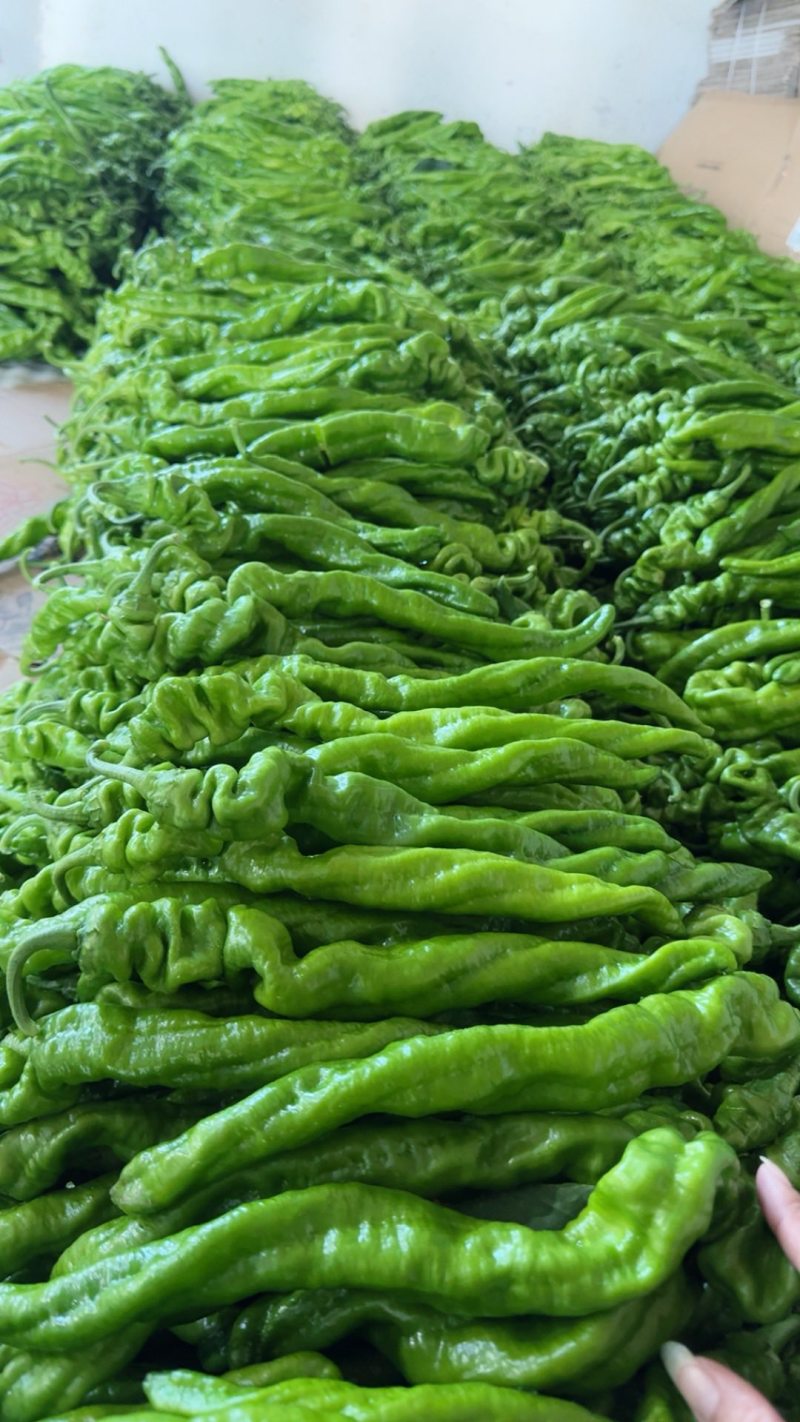 芜湖椒薄皮芜湖椒，电商货，少量上市