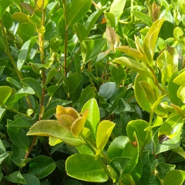 油茶苗30～80cm