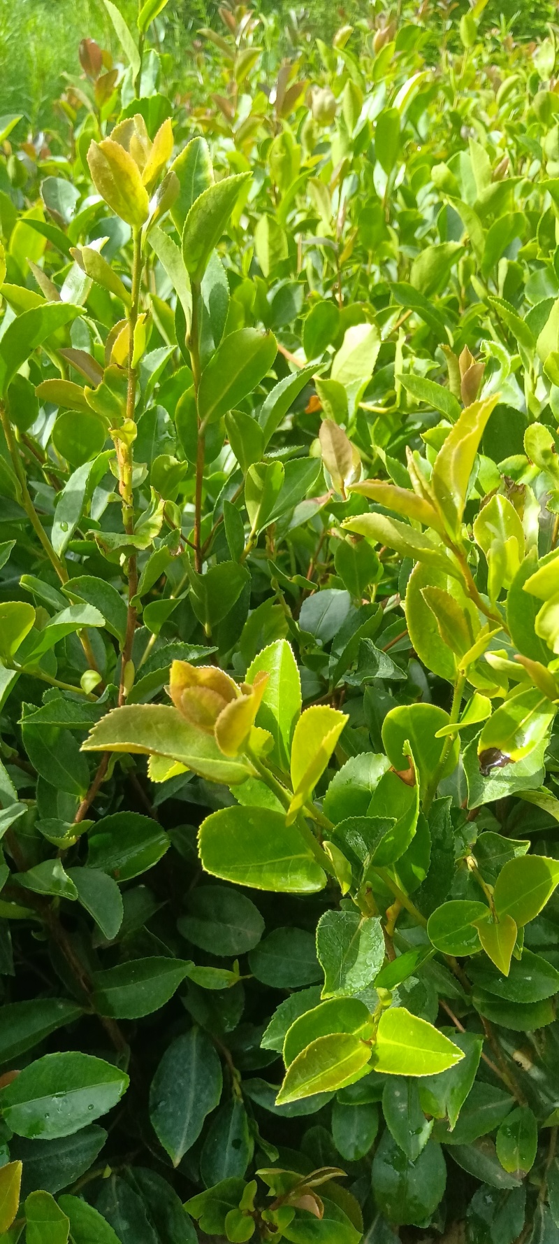 油茶苗30～80cm
