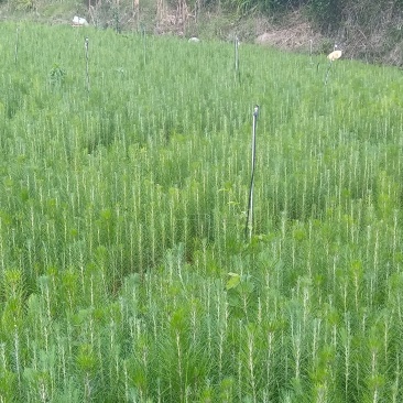 湿地松30～60公分