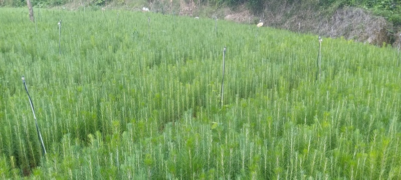 湿地松30～60公分